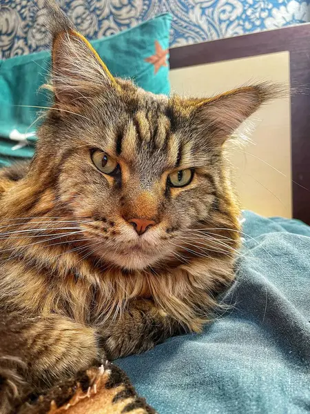 Büyük kedi Mainecoon, uyku, yatak, kediler, evcil hayvan, yatak odası, Ukrayna kralı Maine rakunu kedi, hayvan 