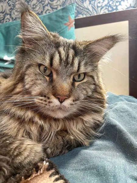 Büyük kedi Mainecoon, uyku, yatak, kediler, evcil hayvan, yatak odası, Ukrayna kralı Maine rakunu kedi, hayvan 