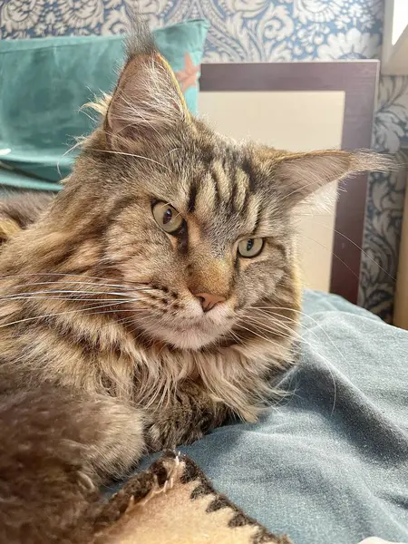 Büyük kedi Mainecoon, uyku, yatak, kediler, evcil hayvan, yatak odası, Ukrayna kralı Maine rakunu kedi, hayvan 