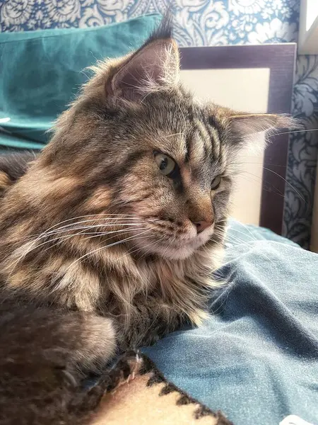 Büyük kedi Mainecoon, uyku, yatak, kediler, evcil hayvan, yatak odası, Ukrayna kralı Maine rakunu kedi, hayvan 