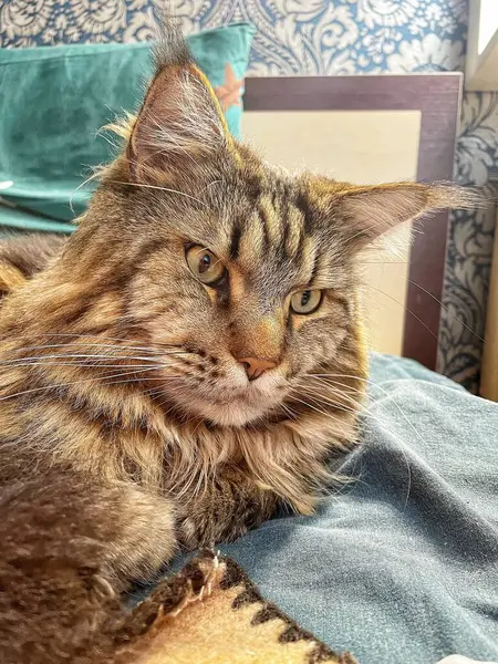 Büyük kedi Mainecoon, uyku, yatak, kediler, evcil hayvan, yatak odası, Ukrayna kralı Maine rakunu kedi, hayvan 