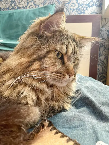 Büyük kedi Mainecoon, uyku, yatak, kediler, evcil hayvan, yatak odası, Ukrayna kralı Maine rakunu kedi, hayvan 