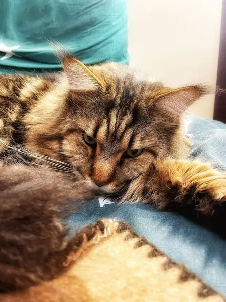 Büyük kedi Mainecoon, uyku, yatak, kediler, evcil hayvan, yatak odası, Ukrayna kralı Maine rakunu kedi, hayvan 