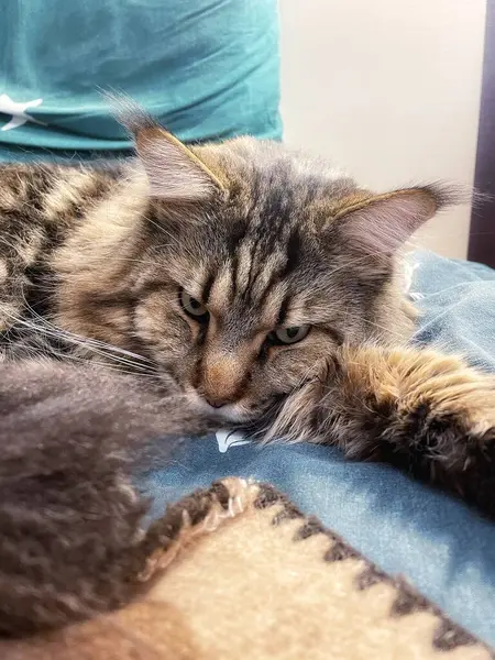 Büyük kedi Mainecoon, uyku, yatak, kediler, evcil hayvan, yatak odası, Ukrayna kralı Maine rakunu kedi, hayvan 