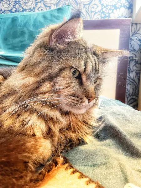 Büyük kedi Mainecoon, uyku, yatak, kediler, evcil hayvan, yatak odası, Ukrayna kralı Maine rakunu kedi, hayvan 