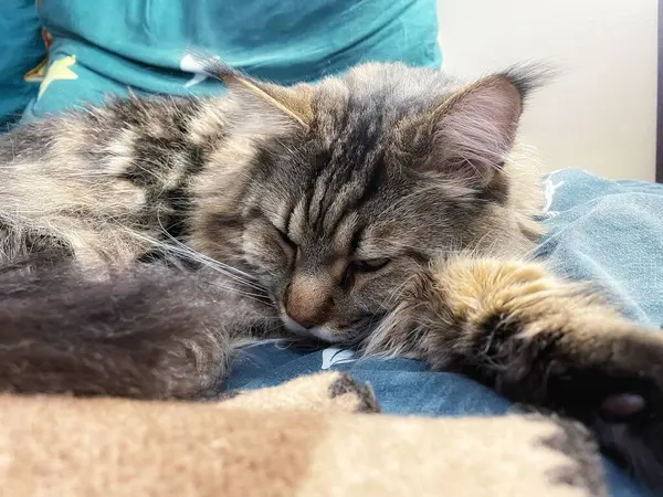 Büyük kedi Mainecoon, uyku, yatak, kediler, evcil hayvan, yatak odası, Ukrayna kralı Maine rakunu kedi, hayvan 