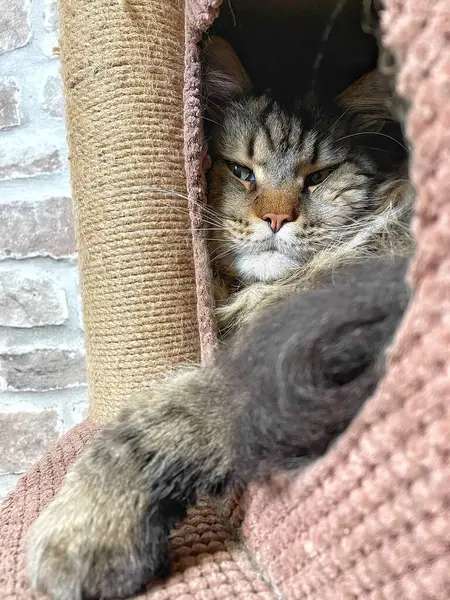 Mainecoon büyük kedi, kediler, hayvanlar, Maine rakunu, evcil hayvan, uyku, dinlenme