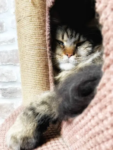 Mainecoon büyük kedi, kediler, hayvanlar, Maine rakunu, evcil hayvan, uyku, dinlenme