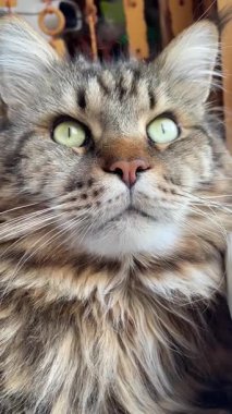 Şirin bir kedinin portresi, Maine Rakun Büyük Ukrayna Kralı, kediler