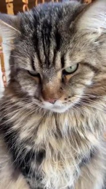 Şirin bir kedinin portresi, Maine Rakun Büyük Ukrayna Kralı, kediler