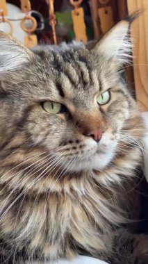 Şirin bir kedinin portresi, Maine Rakun Büyük Ukrayna Kralı, kediler