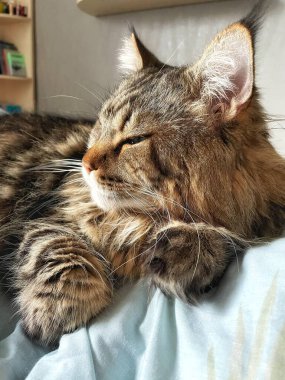 Ukraynalı büyük kedi Maine Rakunu, Mainecoon evcil hayvanı, gururlu kral, güzel, yatak odası, dinlenme, uyku 