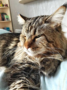 Ukraynalı büyük kedi Maine Rakunu, Mainecoon evcil hayvanı, gururlu kral, güzel, yatak odası, dinlenme, uyku 