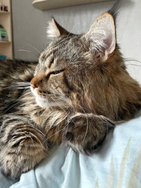 Ukraynalı büyük kedi Maine Rakunu, Mainecoon evcil hayvanı, gururlu kral, güzel, yatak odası, dinlenme, uyku 