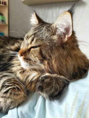 Ukraynalı büyük kedi Maine Rakunu, Mainecoon evcil hayvanı, gururlu kral, güzel, yatak odası, dinlenme, uyku 
