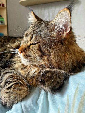 Ukraynalı büyük kedi Maine Rakunu, Mainecoon evcil hayvanı, gururlu kral, güzel, yatak odası, dinlenme, uyku 