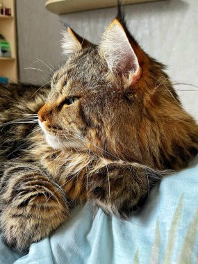 Ukraynalı büyük kedi Maine Rakunu, Mainecoon evcil hayvanı, gururlu kral, güzel, yatak odası, dinlenme, uyku 