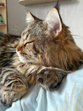 Ukraynalı büyük kedi Maine Rakunu, Mainecoon evcil hayvanı, gururlu kral, güzel, yatak odası, dinlenme, uyku 