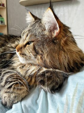 Ukraynalı büyük kedi Maine Rakunu, Mainecoon evcil hayvanı, gururlu kral, güzel, yatak odası, dinlenme, uyku 