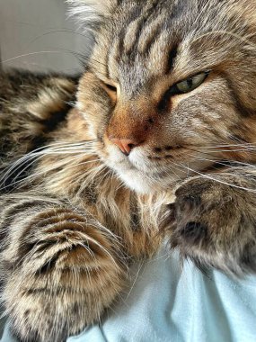 Ukraynalı büyük kedi Maine Rakunu, Mainecoon evcil hayvanı, gururlu kral, güzel, yatak odası, dinlenme, uyku 