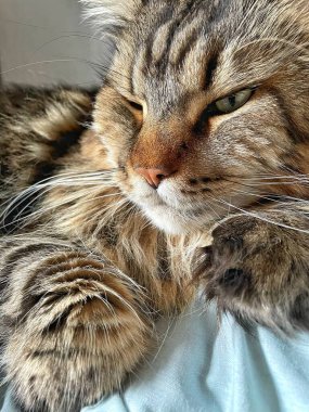 Ukraynalı büyük kedi Maine Rakunu, Mainecoon evcil hayvanı, gururlu kral, güzel, yatak odası, dinlenme, uyku 