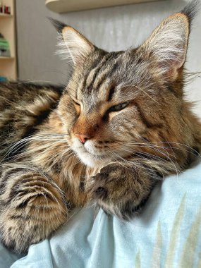 Ukraynalı büyük kedi Maine Rakunu, Mainecoon evcil hayvanı, gururlu kral, güzel, yatak odası, dinlenme, uyku 