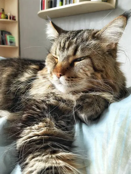 Ukraynalı büyük kedi Maine Rakunu, Mainecoon evcil hayvanı, gururlu kral, güzel, yatak odası, dinlenme, uyku 