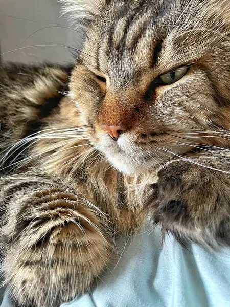 Ukraynalı büyük kedi Maine Rakunu, Mainecoon evcil hayvanı, gururlu kral, güzel, yatak odası, dinlenme, uyku 