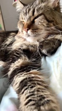 Ukraynalı büyük kedi Maine Rakunu, Mainecoon evcil hayvanı, gururlu kral, güzel, yatak odası, dinlenme, uyku 