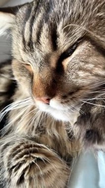 Ukraynalı büyük kedi Maine Rakunu, Mainecoon evcil hayvanı, gururlu kral, güzel, yatak odası, dinlenme, uyku 