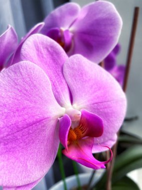 Mor ve pembe orkideler, çiçekler, doğa, güzellik, hayat, flora, güzel 