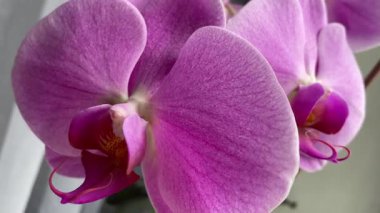 Mor ve pembe orkideler, çiçekler, doğa, güzellik, hayat, flora, güzel 