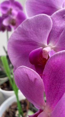 Mor ve pembe orkideler, çiçekler, doğa, güzellik, hayat, flora, güzel 