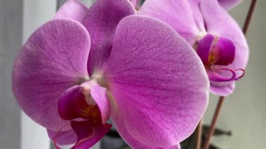 Mor ve pembe orkideler, çiçekler, doğa, güzellik, hayat, flora, güzel 