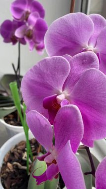 Mor ve pembe orkideler, çiçekler, doğa, güzellik, hayat, flora, güzel 