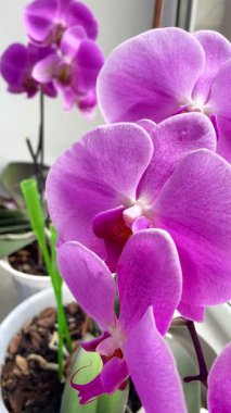 Mor ve pembe orkideler, çiçekler, doğa, güzellik, hayat, flora, güzel 