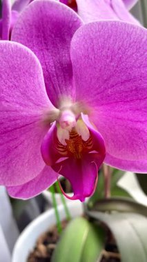 Mor ve pembe orkideler, çiçekler, doğa, güzellik, hayat, flora, güzel 