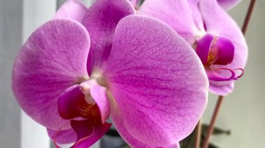 Mor ve pembe orkideler, çiçekler, doğa, güzellik, hayat, flora, güzel 