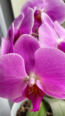 Mor ve pembe orkideler, çiçekler, doğa, güzellik, hayat, flora, güzel 