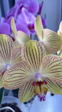 Orkideler, orkide, menekşe, mor, sarı, beyaz, yeşil, pembe, flora, çiçekler 