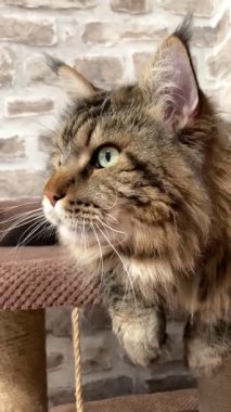 Büyük kedi Mainecoon, Maine Rakunu, evcil hayvan, hayvan 