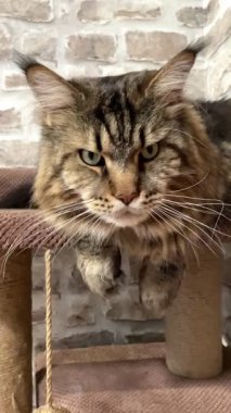 Büyük kedi Mainecoon, Maine Rakunu, evcil hayvan, hayvan 