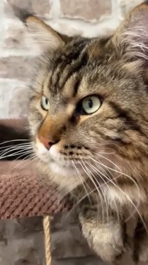 Büyük kedi Mainecoon, Maine Rakunu, evcil hayvan, hayvan 