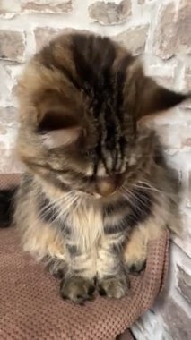 Büyük kedi Mainecoon, Maine Rakunu, evcil hayvan, hayvan 