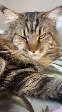 Büyük kedi, Maine Rakun Kral Hayvanı 