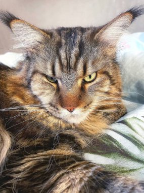 Büyük kedi, Maine Rakunu yatakta yatıyor.