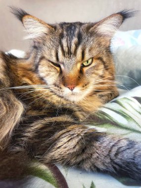 Büyük kedi, Maine Rakunu yatakta yatıyor.