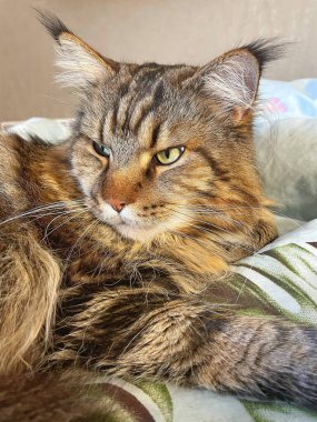 Büyük kedi, Maine Rakunu yatakta yatıyor.