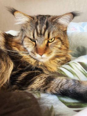 Büyük kedi, Maine Rakunu yatakta yatıyor.