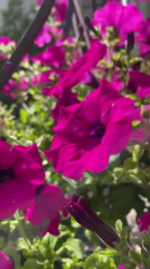 Petunya, surfinia, pencere çiçekleri, doğa, yaz, ev konforu